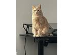 Adopt Draco a Orange or Red American Shorthair / Mixed (short coat) cat in