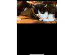 Adopt Aqua a Black & White or Tuxedo Domestic Shorthair / Mixed (short coat) cat