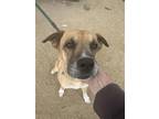 Adopt Nox a German Shepherd Dog / Jindo / Mixed dog in Stagecoach, NV (41340558)