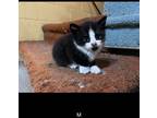 Adopt Papa a Black & White or Tuxedo Domestic Shorthair / Mixed (short coat) cat