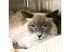 Emma, Siamese For Adoption In Palm Springs, California