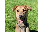 Adopt Milo a Brindle German Shepherd Dog / Treeing Walker Coonhound / Mixed