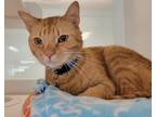 Tigger, Domestic Shorthair For Adoption In Columbus, Indiana