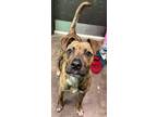 Adopt Camper a Brindle Mountain Cur / Mixed dog in Florence, AL (41386419)