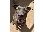 Adopt DOLCE a Brindle Pit Bull Terrier / Mixed dog in Las Vegas, NV (41182556)