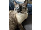 Adopt Tips a Tan or Fawn (Mostly) Siamese / Mixed (short coat) cat in