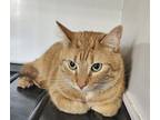 Adopt Pete a Orange or Red Domestic Shorthair / Mixed Breed (Medium) / Mixed