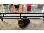 Adopt Mr.chubbs a Brown Tabby Domestic Mediumhair / Mixed (medium coat) cat in