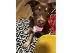Adopt Hazel a Brown/Chocolate - with White Husky / Mixed dog in El Paso