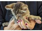Adopt Gonzo a Brown Tabby Tabby (short coat) cat in Fairborn, OH (41386449)