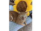 Adopt Sheen a Orange or Red Tabby Tabby / Mixed (short coat) cat in
