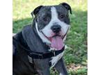 Adopt Goggles a Gray/Blue/Silver/Salt & Pepper Mixed Breed (Large) / Mixed dog
