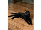 Adopt Pancake (in foster) a All Black Domestic Shorthair / Domestic Shorthair /