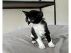 Adopt Friendly Kitten a Black & White or Tuxedo Devon Rex / Mixed (short coat)