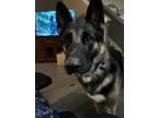 Adopt Apollo a Tricolor (Tan/Brown & Black & White) German Shepherd Dog / Mixed