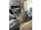 Adopt Machi (Machiatto) a Gray/Silver/Salt & Pepper - with White Great Pyrenees