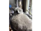 Adopt Gigi a Cream or Ivory (Mostly) Siamese / Mixed (short coat) cat in