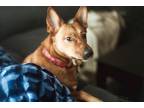 Adopt Mollie Cyrene Knows Commands a Red/Golden/Orange/Chestnut Carolina Dog dog