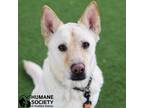 Adopt SHIRO a Tan/Yellow/Fawn - with White Shepherd (Unknown Type) / Mixed dog