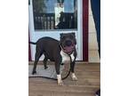 Adopt Bella a Black - with White American Staffordshire Terrier / Mixed dog in
