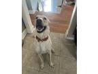 Adopt Louie a Tan/Yellow/Fawn Labrador Retriever / Mixed dog in Parkville