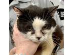 Adopt Bandita a Domestic Shorthair / Mixed cat in Salisbury, MD (41386352)