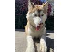 Adopt Kaia a Brown/Chocolate Husky / Mixed dog in Del Mar, CA (41386346)