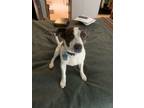 Adopt Mac a Brindle Rat Terrier / Jack Russell Terrier / Mixed dog in Ariel