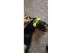 Adopt Loki a Black - with Tan, Yellow or Fawn German Shepherd Dog / Shepsky /