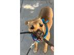 Adopt Sandy a Tan/Yellow/Fawn Pit Bull Terrier / Black Mouth Cur / Mixed dog in