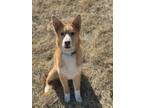 Adopt Ash a Red/Golden/Orange/Chestnut Husky / Nova Scotia Duck-Tolling