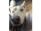 Adopt Storm a White Husky / Mixed dog in Colorado Springs, CO (41278768)