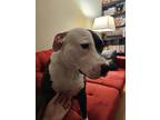 Adopt Zelda a Black - with White American Pit Bull Terrier / Mixed dog in