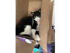 Adopt MooMoo a Black & White or Tuxedo Domestic Mediumhair / Mixed (medium coat)