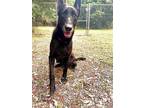 Adopt Gothel a Black Shepherd (Unknown Type) / Mixed dog in Hilton Head