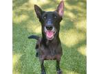 Adopt Gothel a Black Shepherd (Unknown Type) / Mixed dog in Hilton Head