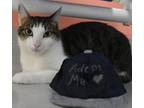 Adopt Billie a Gray or Blue Domestic Shorthair / Mixed (short coat) cat in