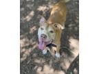 Adopt Koda a Brown/Chocolate American Pit Bull Terrier / Mixed dog in