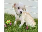 Adopt Dusty a Red/Golden/Orange/Chestnut Terrier (Unknown Type