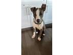 Adopt Puppy Navy a Gray/Silver/Salt & Pepper - with White Pit Bull Terrier /