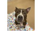 Adopt Queen a Pit Bull Terrier / Mixed dog in Lincoln, NE (41386077)