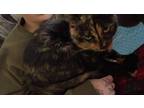 Adopt Kenma a Tortoiseshell American Shorthair / Mixed (short coat) cat in