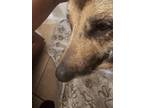 Adopt Mya a Brown/Chocolate - with Black German Shepherd Dog / Mixed dog in San