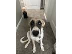 Adopt Ivy a Tan/Yellow/Fawn - with White Great Pyrenees / Mixed dog in Fort