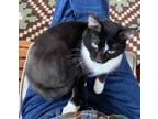 Adopt Chaplin a Black & White or Tuxedo Domestic Shorthair (short coat) cat in