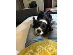 Adopt Appa a Black - with White Border Collie dog in Flagstaff, AZ (41386064)
