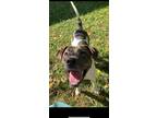 Adopt Hiccup a White - with Brown or Chocolate American Pit Bull Terrier / Mixed