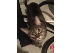 Adopt Buttercup a Gray, Blue or Silver Tabby Tabby / Mixed (short coat) cat in