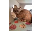 Adopt 2404-0263 Elvis a Orange or Red Domestic Shorthair / Mixed (short coat)