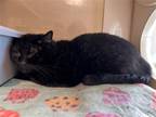 Adopt 2405-0883 Nugs a All Black Domestic Shorthair / Mixed (short coat) cat in